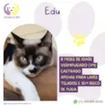 Edu