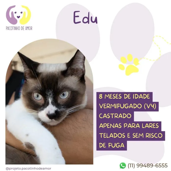 Gato ra a SRD-ViraLata idade 7 a 11 meses nome Edu