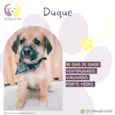 Duque