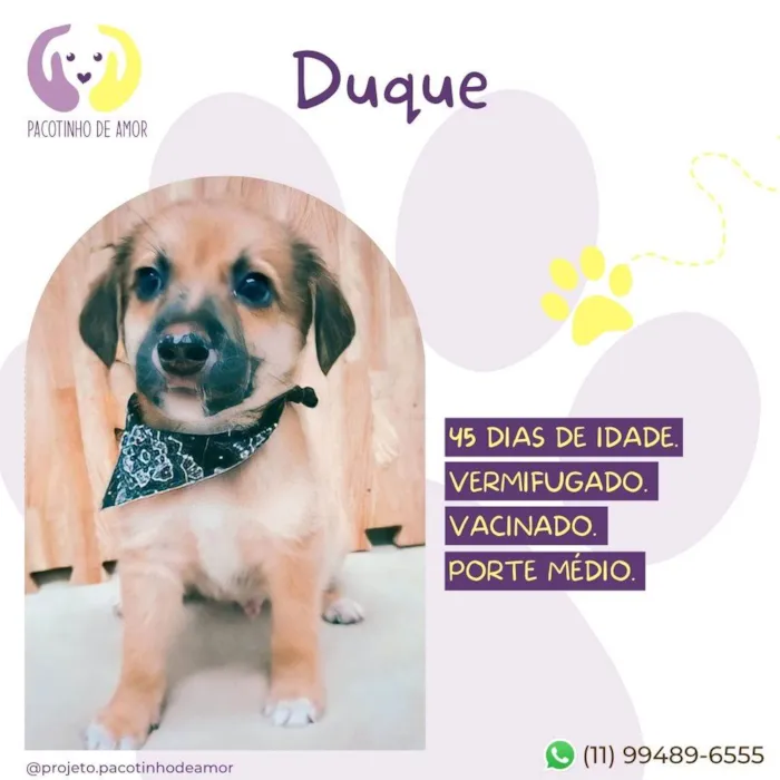Cachorro ra a SRD-ViraLata idade Abaixo de 2 meses nome Duque