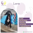 Luna
