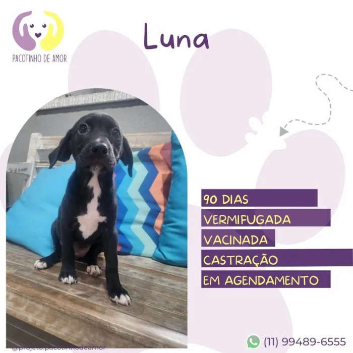 Cachorro ra a SRD-ViraLata idade 2 a 6 meses nome Luna
