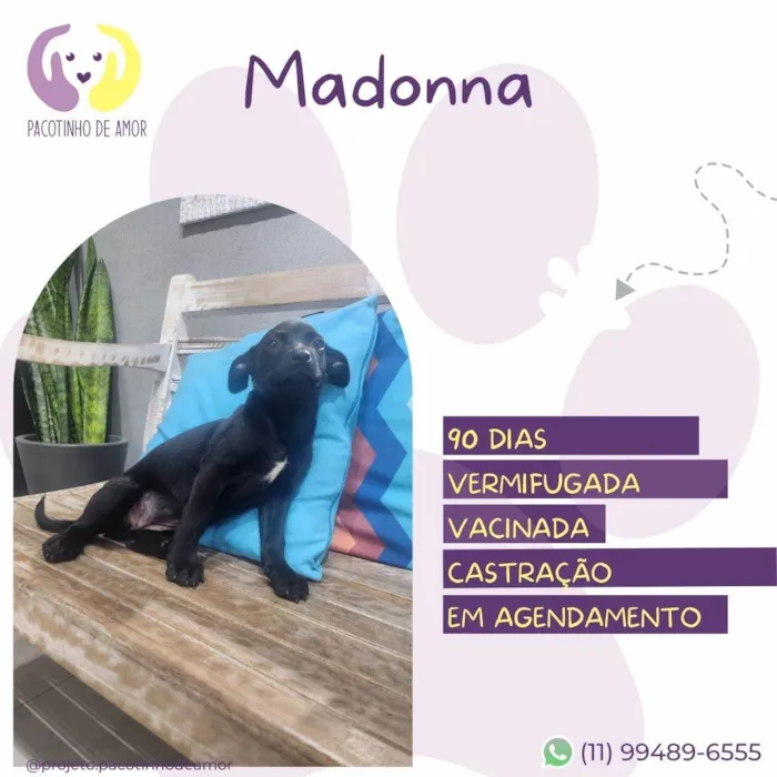 Cachorro ra a SRD-ViraLata idade 2 a 6 meses nome Madonna