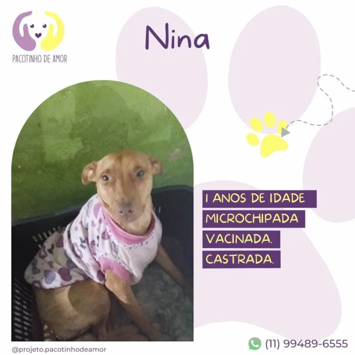 Cachorro ra a SRD-ViraLata idade 1 ano nome Nina