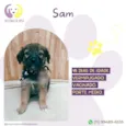 Sam