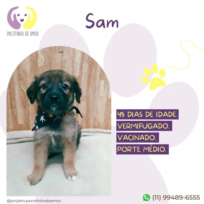 Cachorro ra a SRD-ViraLata idade 2 a 6 meses nome Sam