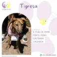 Tigresa