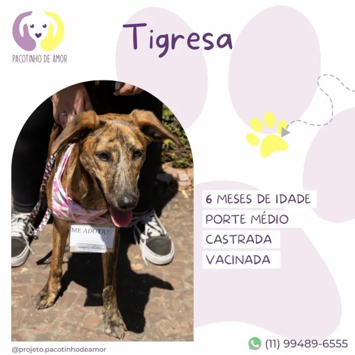 Cachorro ra a SRD-ViraLata idade 7 a 11 meses nome Tigresa