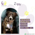 Ziggy