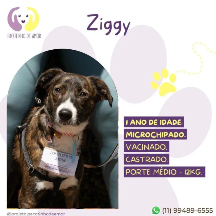 Cachorro ra a SRD-ViraLata idade 1 ano nome Ziggy