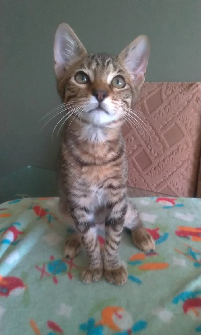 Gato ra a SRD-ViraLata idade 2 a 6 meses nome Nick