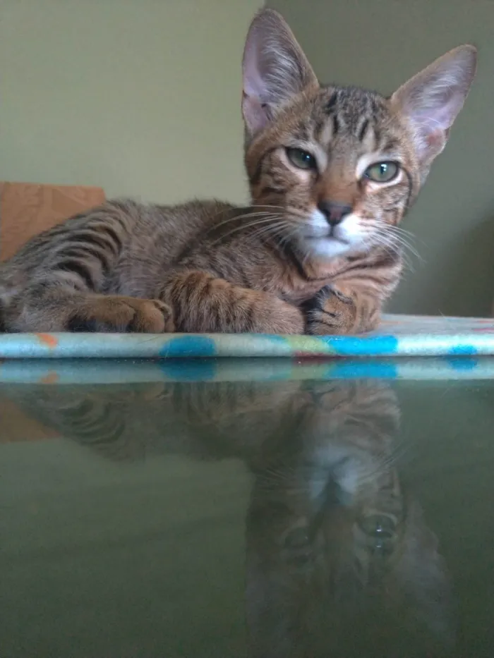 Gato ra a SRD-ViraLata idade 2 a 6 meses nome Nick