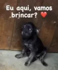 Laurinha e Sacha