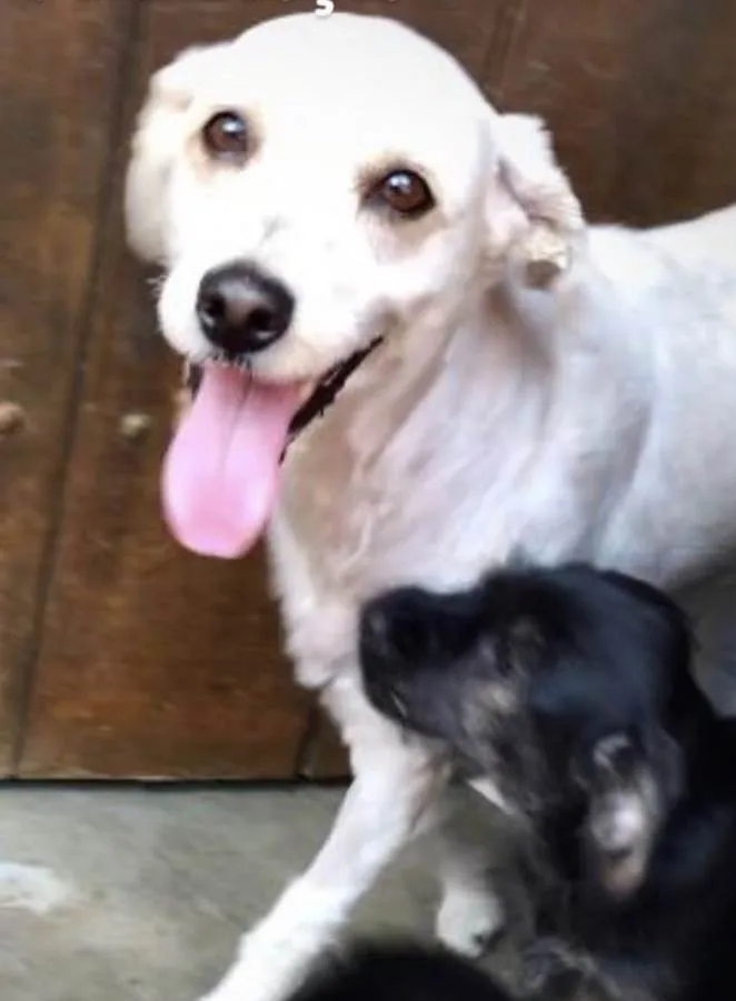 Cachorro ra a SRD-poodle idade 7 a 11 meses nome Laurinha e Sacha