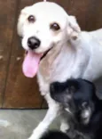 Laurinha e Sacha