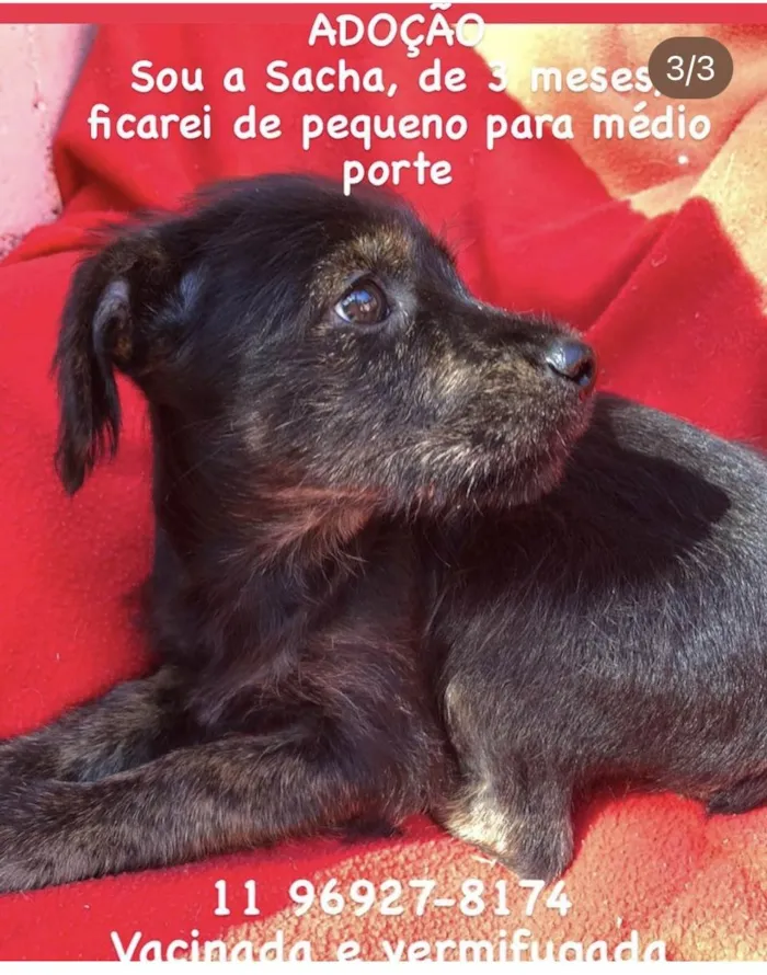 Cachorro ra a SRD-poodle idade 7 a 11 meses nome Laurinha e Sacha