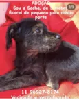 Laurinha e Sacha