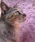 Nina