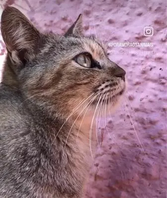 Gato ra a SRD-tigradinha idade 3 anos nome Nina
