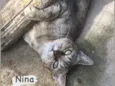Nina