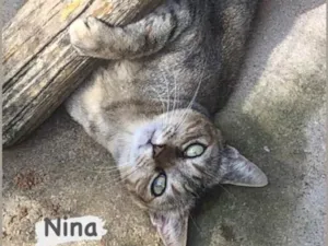 Gato raça SRD-tigradinha idade 3 anos nome Nina