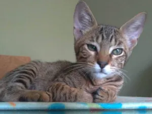 Gato raça SRD-ViraLata idade 2 a 6 meses nome Nick