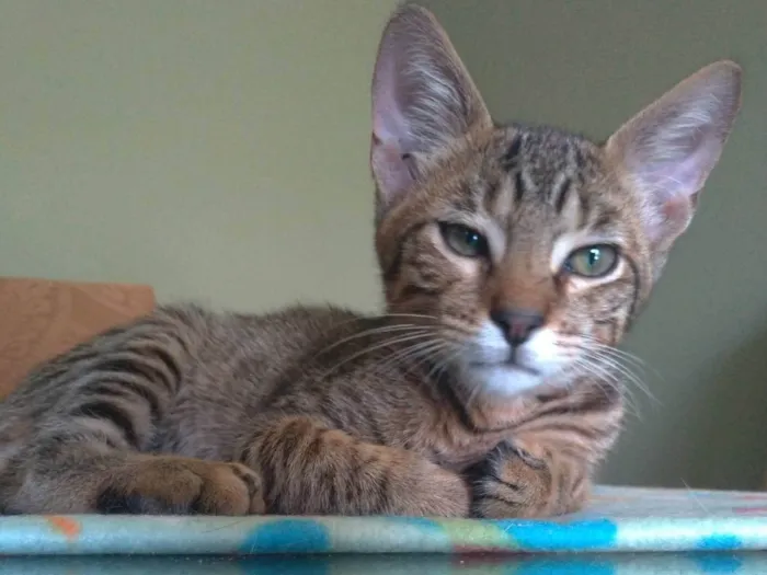 Gato ra a SRD-ViraLata idade 2 a 6 meses nome Nick
