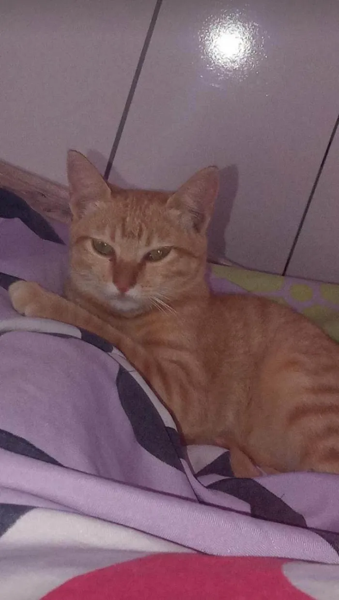 Gato ra a  idade 7 a 11 meses nome Picotinha 