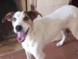 Branquinha