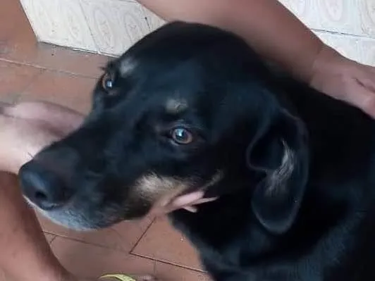 Cachorro ra a SRD-ViraLata idade 4 anos nome Negao