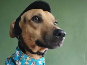 Cachorro raça SRD-ViraLata idade 2 anos nome Bart