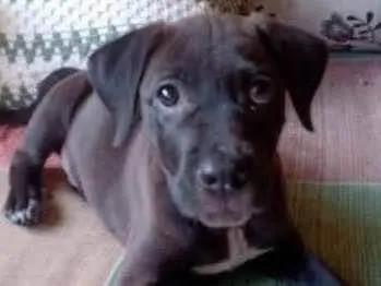 Cachorro ra a SRD-ViraLata idade 2 a 6 meses nome Tigresa