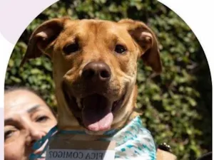 Cachorro raça SRD-ViraLata idade 1 ano nome Armani