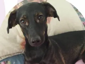 Cachorro raça SRD-ViraLata idade 1 ano nome Aurora