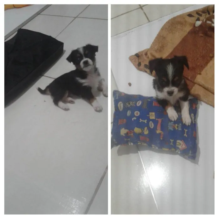 Cachorro ra a Vira lata idade Abaixo de 2 meses nome Menina 