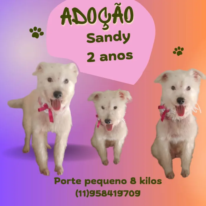 Cachorro ra a SRD-ViraLata idade 2 anos nome Sandy