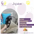 Jujuba
