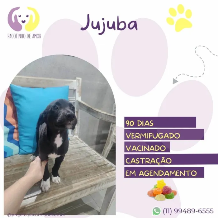 Cachorro ra a SRD-ViraLata idade 2 a 6 meses nome Jujuba
