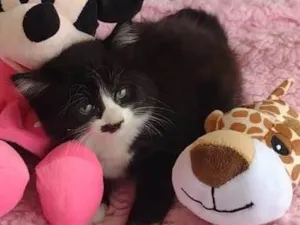 Gato raça SRD-ViraLata idade Abaixo de 2 meses nome Batom
