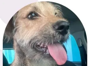 Cachorro raça SRD-ViraLata idade 7 a 11 meses nome Bento