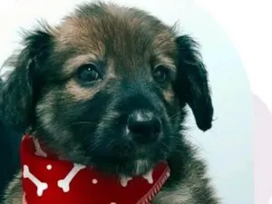 Cachorro raça SRD-ViraLata idade Abaixo de 2 meses nome Bob