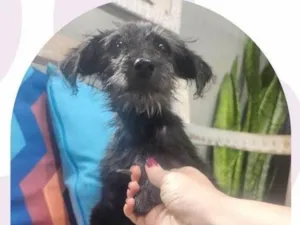 Cachorro raça SRD-ViraLata idade 2 a 6 meses nome Dolly