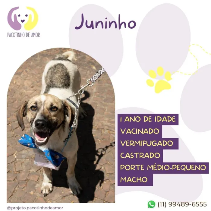 Cachorro ra a SRD-ViraLata idade 1 ano nome Juninho
