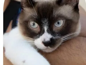Gato raça SRD-ViraLata idade 7 a 11 meses nome Edu