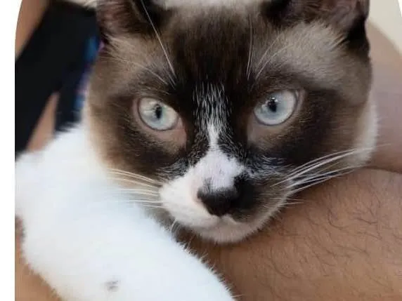 Gato ra a SRD-ViraLata idade 7 a 11 meses nome Edu