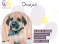 Duque