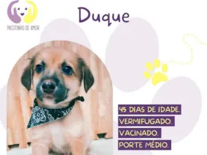 Cachorro raça SRD-ViraLata idade Abaixo de 2 meses nome Duque