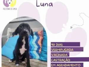 Cachorro raça SRD-ViraLata idade 2 a 6 meses nome Luna
