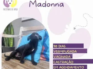 Cachorro raça SRD-ViraLata idade 2 a 6 meses nome Madonna