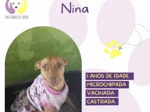 Cachorro raça SRD-ViraLata idade 1 ano nome Nina